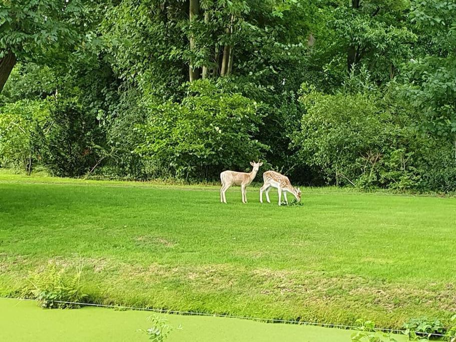 Midden In De Friese Bossen Op Landgoed Princenhof Oranjewoud ภายนอก รูปภาพ
